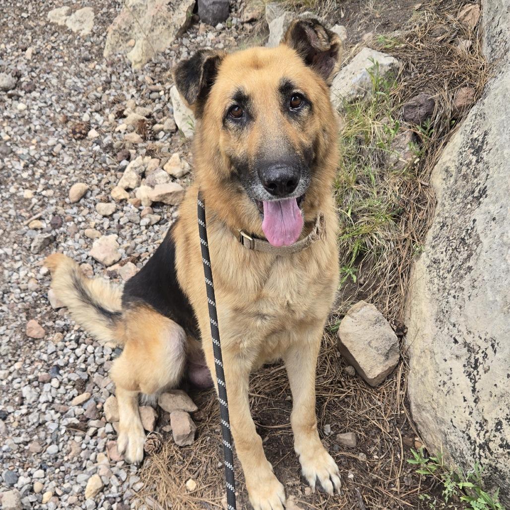 Enlarge Arbor, a Adoptable Shepherd in Flagstaff, AZ image 1/6