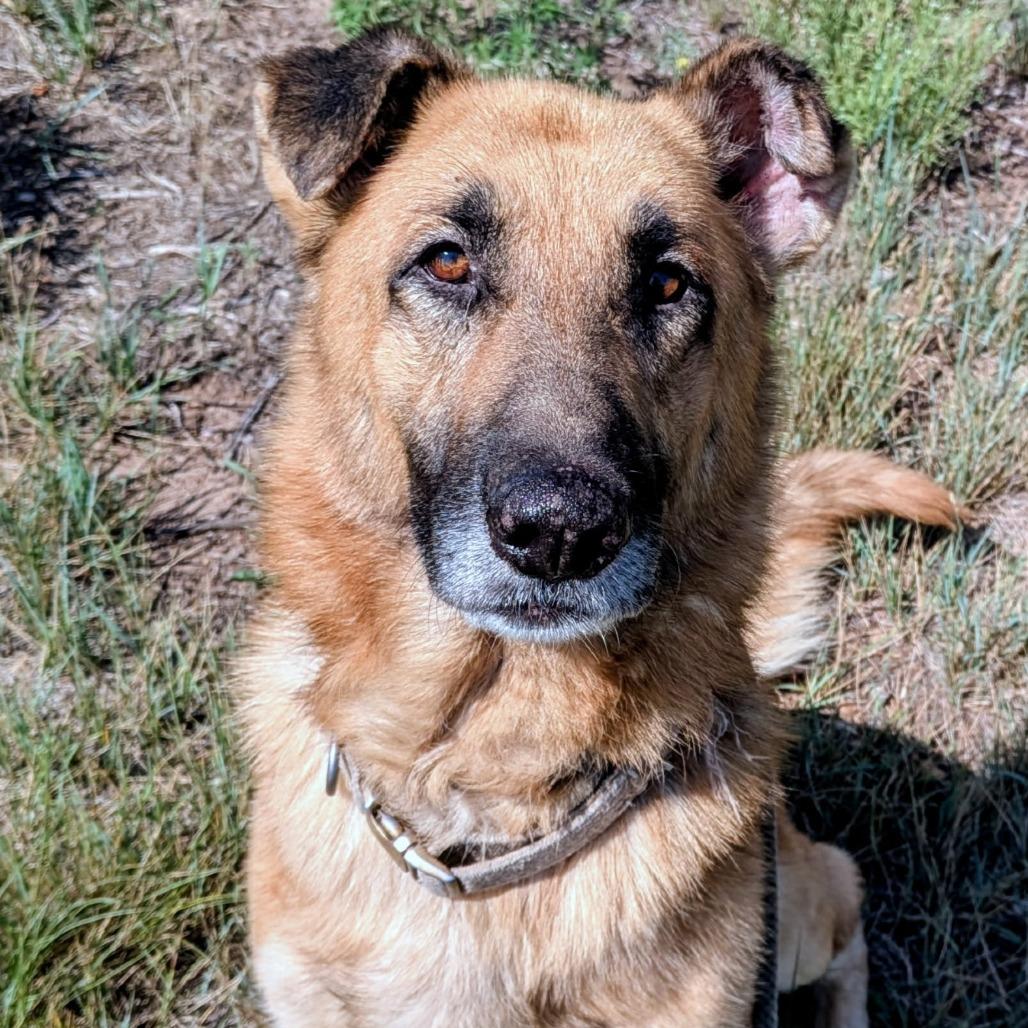 Enlarge Arbor, a Adoptable Shepherd in Flagstaff, AZ image 2/6