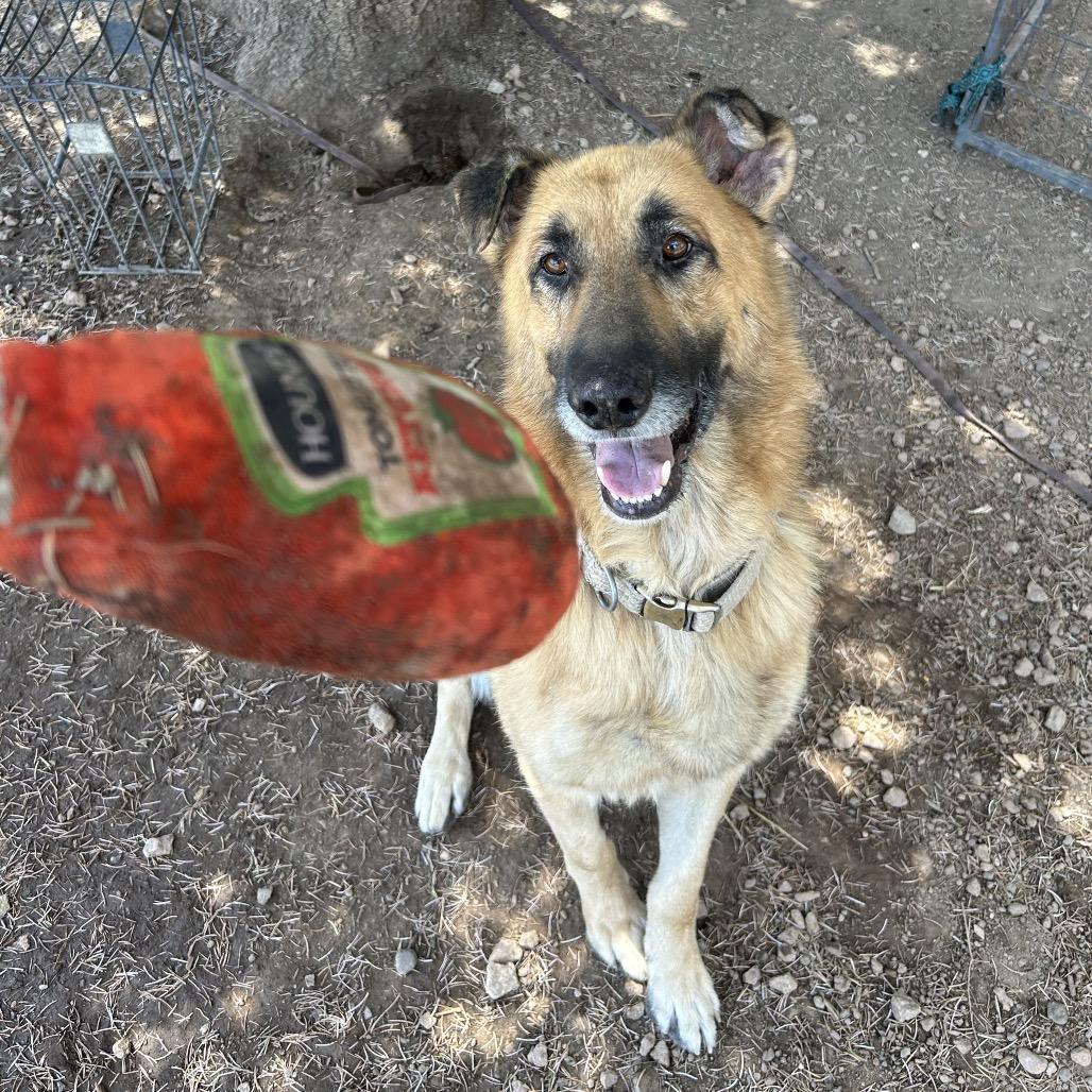 Enlarge Arbor, a Adoptable Shepherd in Flagstaff, AZ image 3/6