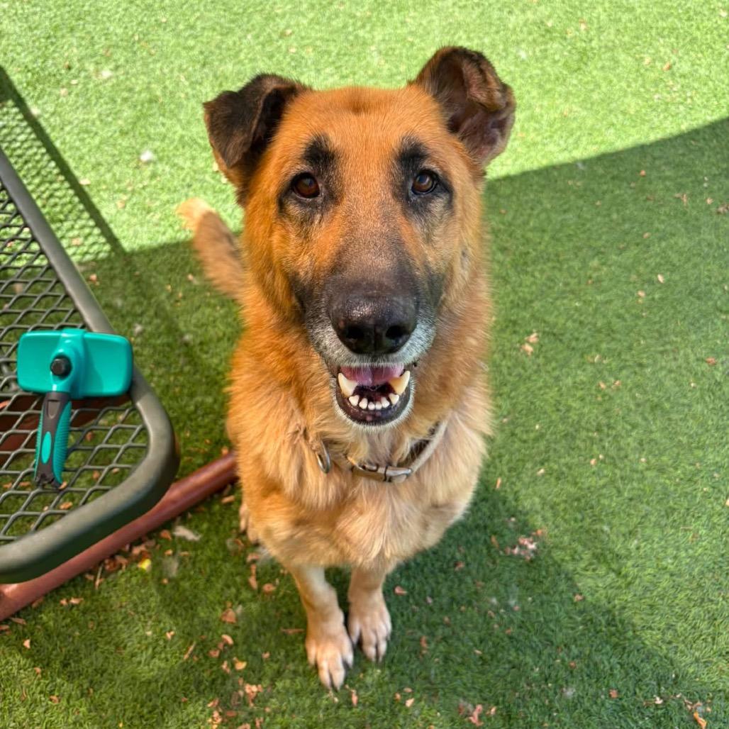 Enlarge Arbor, a Adoptable Shepherd in Flagstaff, AZ image 4/6