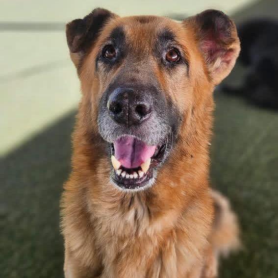 Enlarge Arbor, a Adoptable Shepherd in Flagstaff, AZ image 5/6