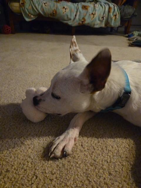 Enlarge Carrot, a ADOPTABLE mixed breed in Columbia, MD image 3/3