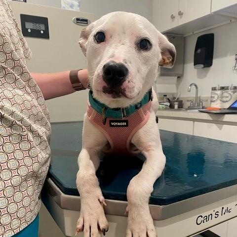 Enlarge Carrot, a ADOPTABLE mixed breed in Columbia, MD image 1/3