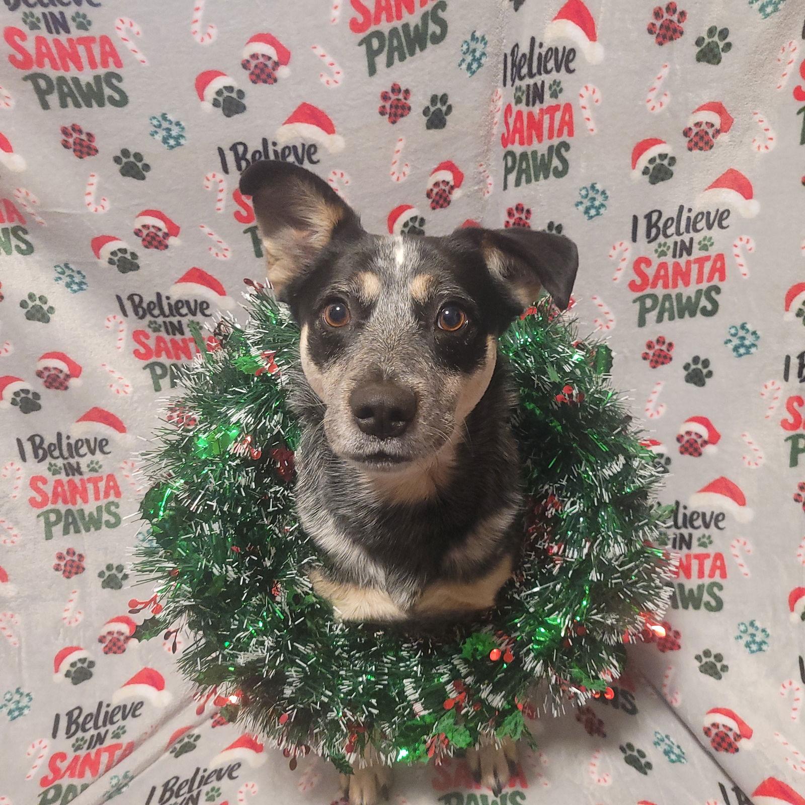 Jocky, a Adoptable mixed breed in Akron, OH image 1/3