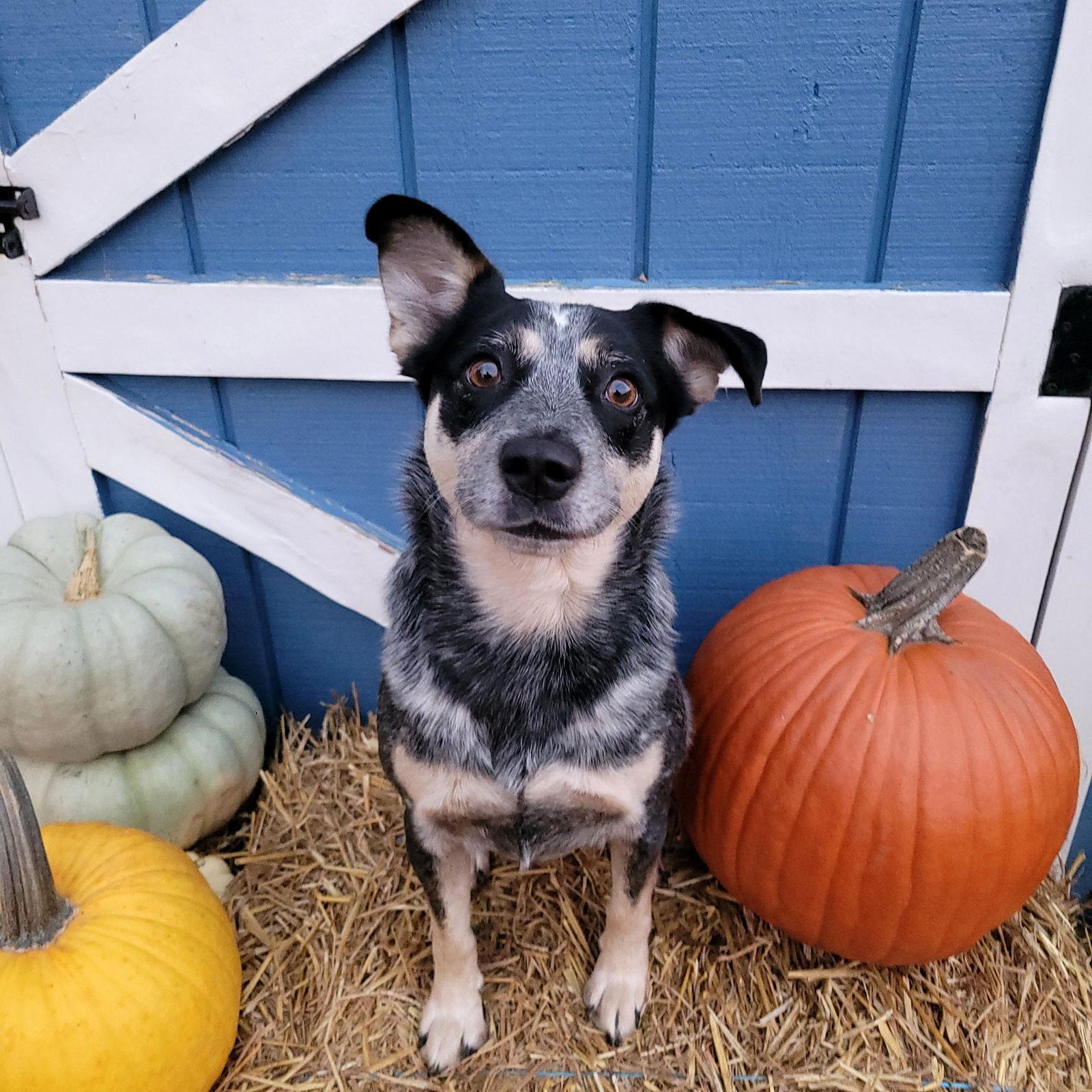 Jocky, Adoptable, Adult Male Hound & Australian Cattle Dog / Blue Heeler.