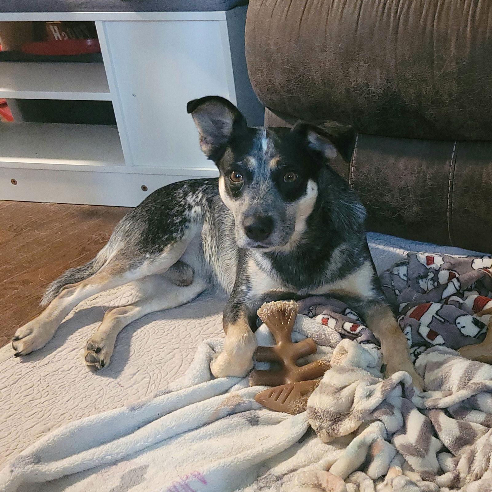 Jocky, Adoptable, Adult Male Hound & Australian Cattle Dog / Blue Heeler.