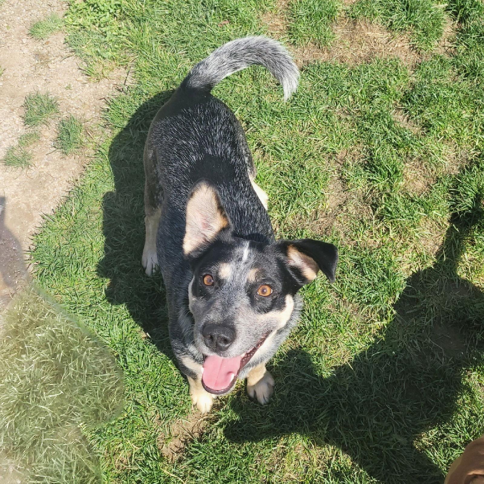 Enlarge Jocky, a Adoptable mixed breed in Akron, OH image 3/3