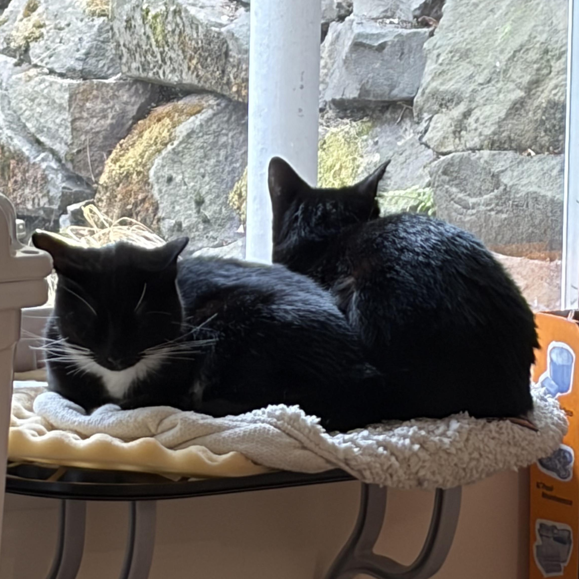 Enlarge Dodge (Bonded to Durango), a Adoptable Domestic Short Hair in Renton , WA image 2/5