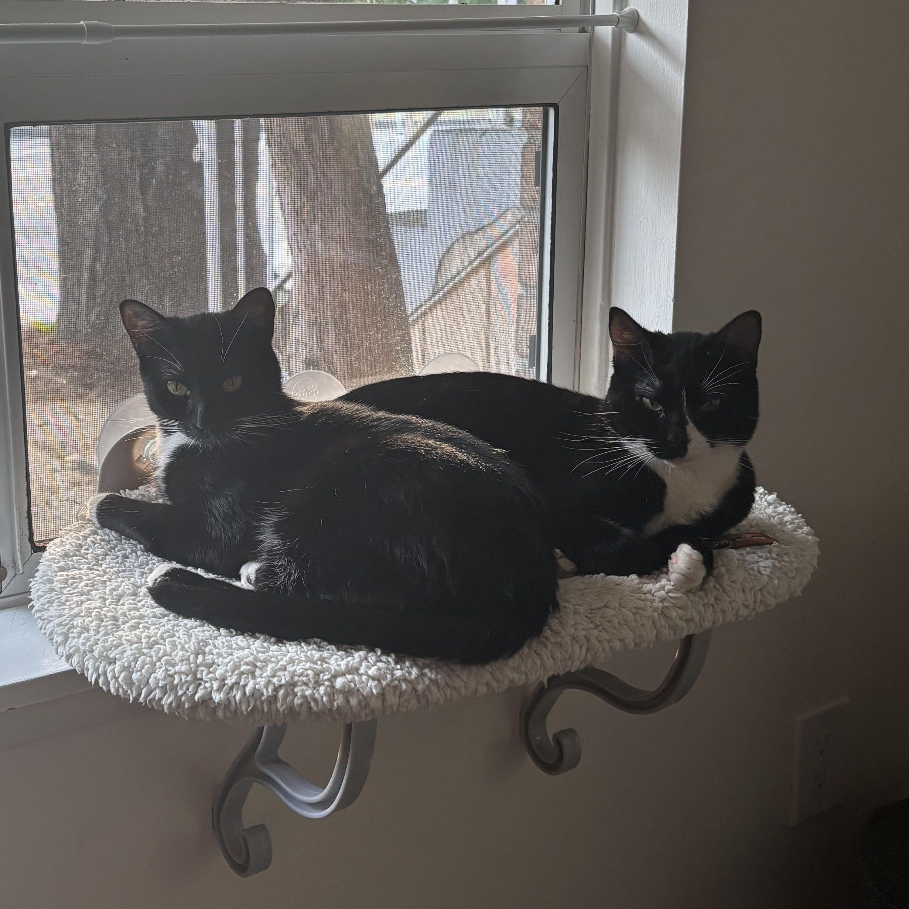 Enlarge Dodge (Bonded to Durango), a Adoptable Domestic Short Hair in Renton , WA image 5/5