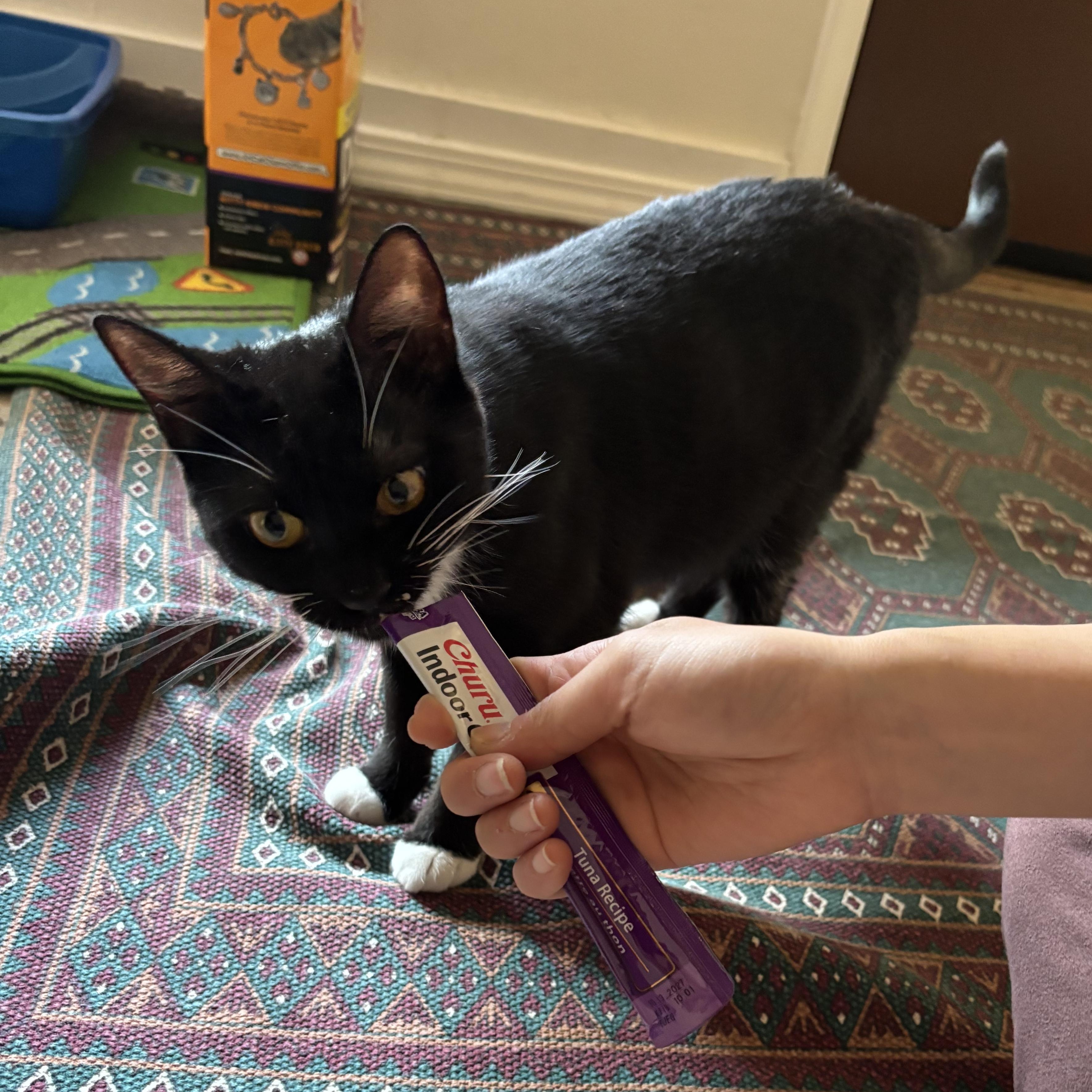 Enlarge Dodge (Bonded to Durango), a Adoptable Domestic Short Hair in Renton , WA image 4/5