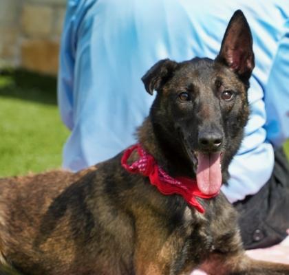 Rosie, Adoptable, Adult Female Belgian Shepherd / Malinois & Mixed Breed.