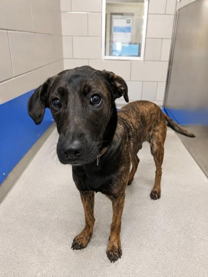 Rosie, Adoptable, Adult Female Belgian Shepherd / Malinois & Mixed Breed.