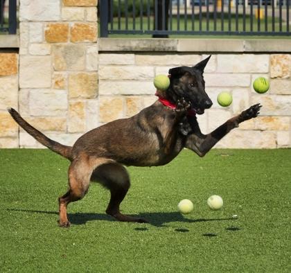 Enlarge Rosie, a Adoptable mixed breed in North Richland Hills, TX image 2/3