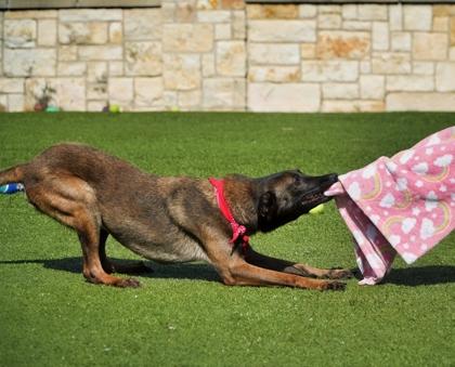 Enlarge Rosie, a Adoptable mixed breed in North Richland Hills, TX image 3/3