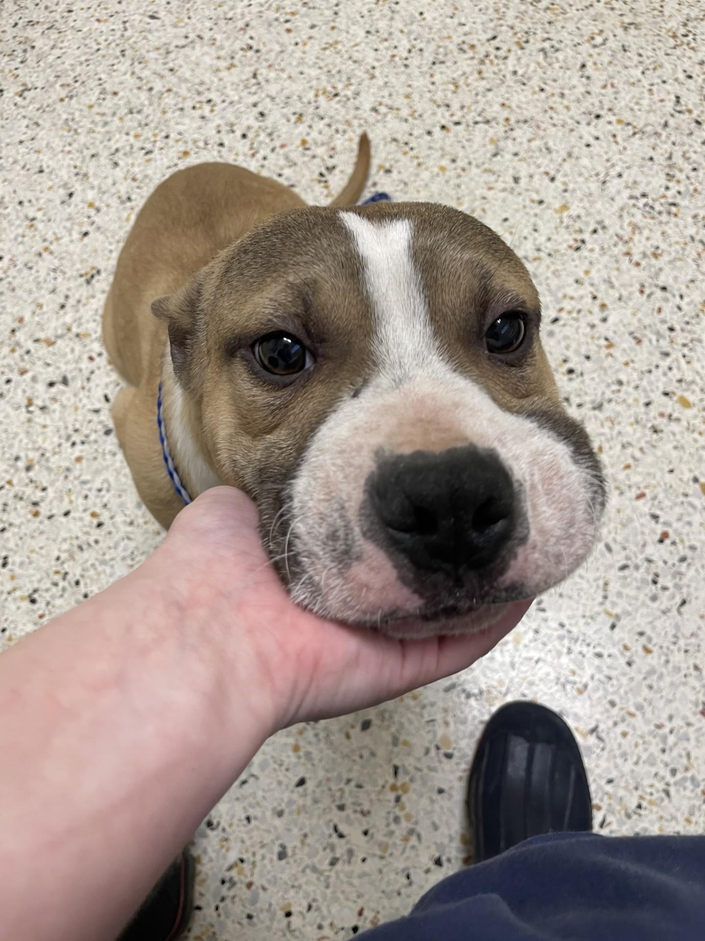 Enlarge Barley2160C(Rescue Only), a ADOPTABLE mixed breed in Rocky Mount, NC image 1/4