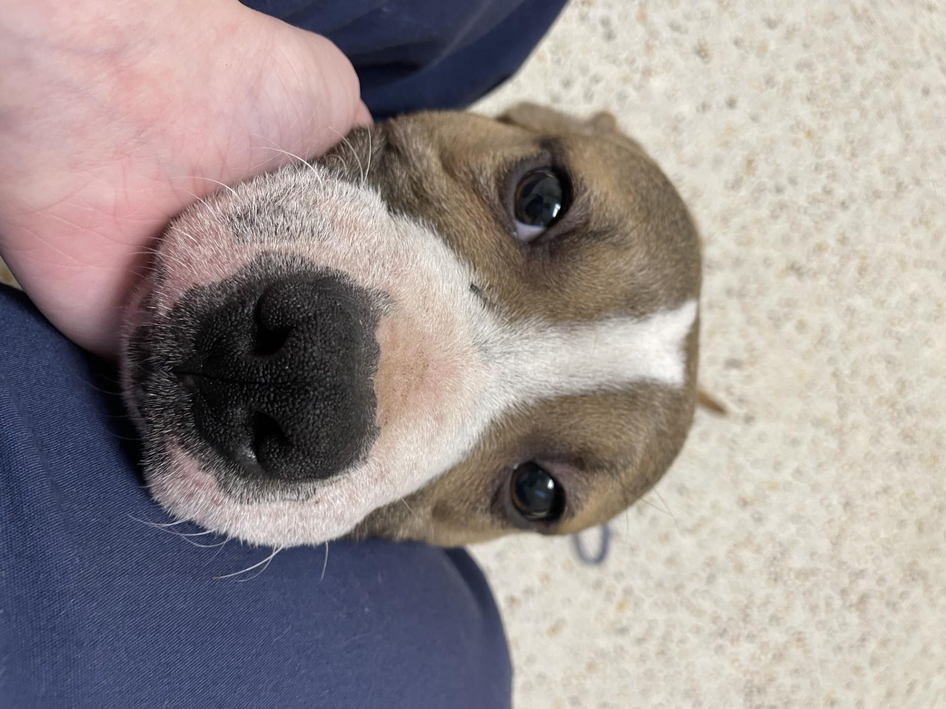 Enlarge Barley2160C(Rescue Only), a ADOPTABLE mixed breed in Rocky Mount, NC image 3/4