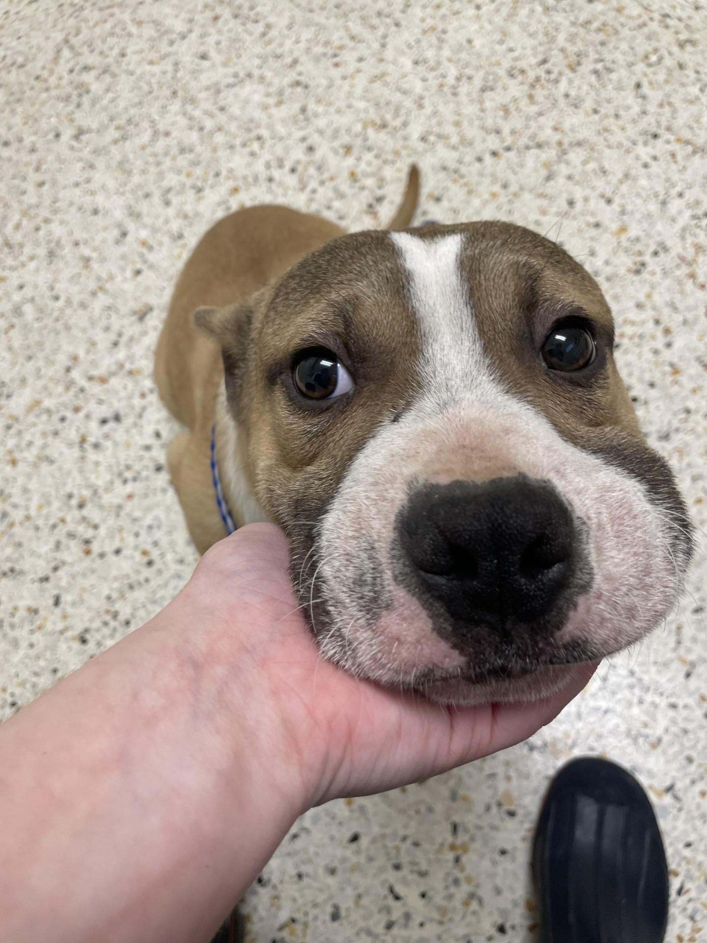 Enlarge Barley2160C(Rescue Only), a ADOPTABLE mixed breed in Rocky Mount, NC image 4/4