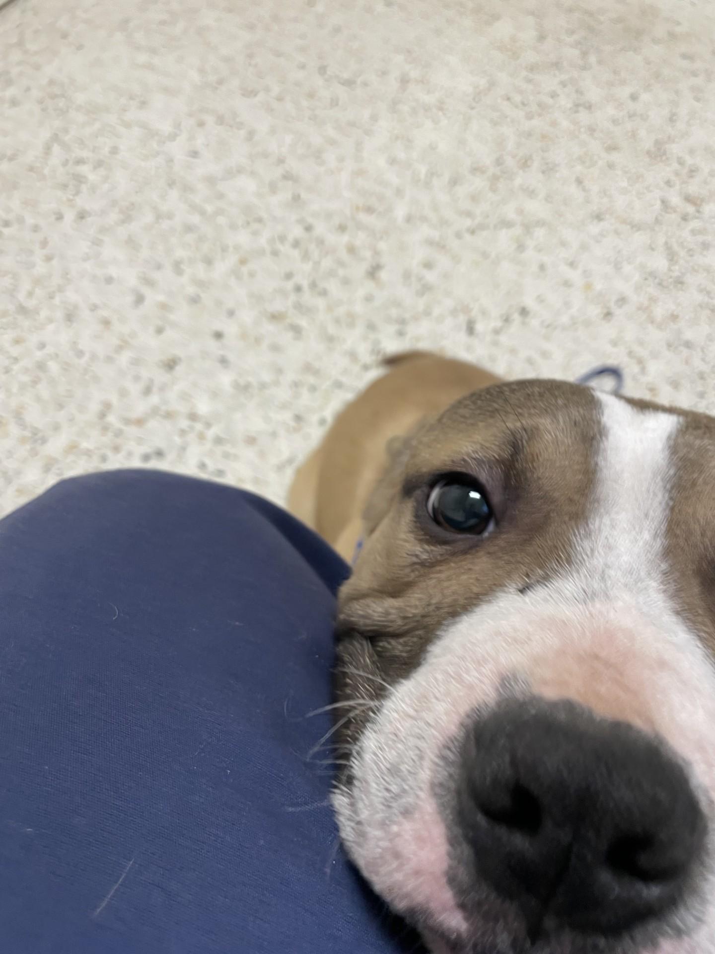 Enlarge Barley2160C(Rescue Only), a ADOPTABLE mixed breed in Rocky Mount, NC image 2/4