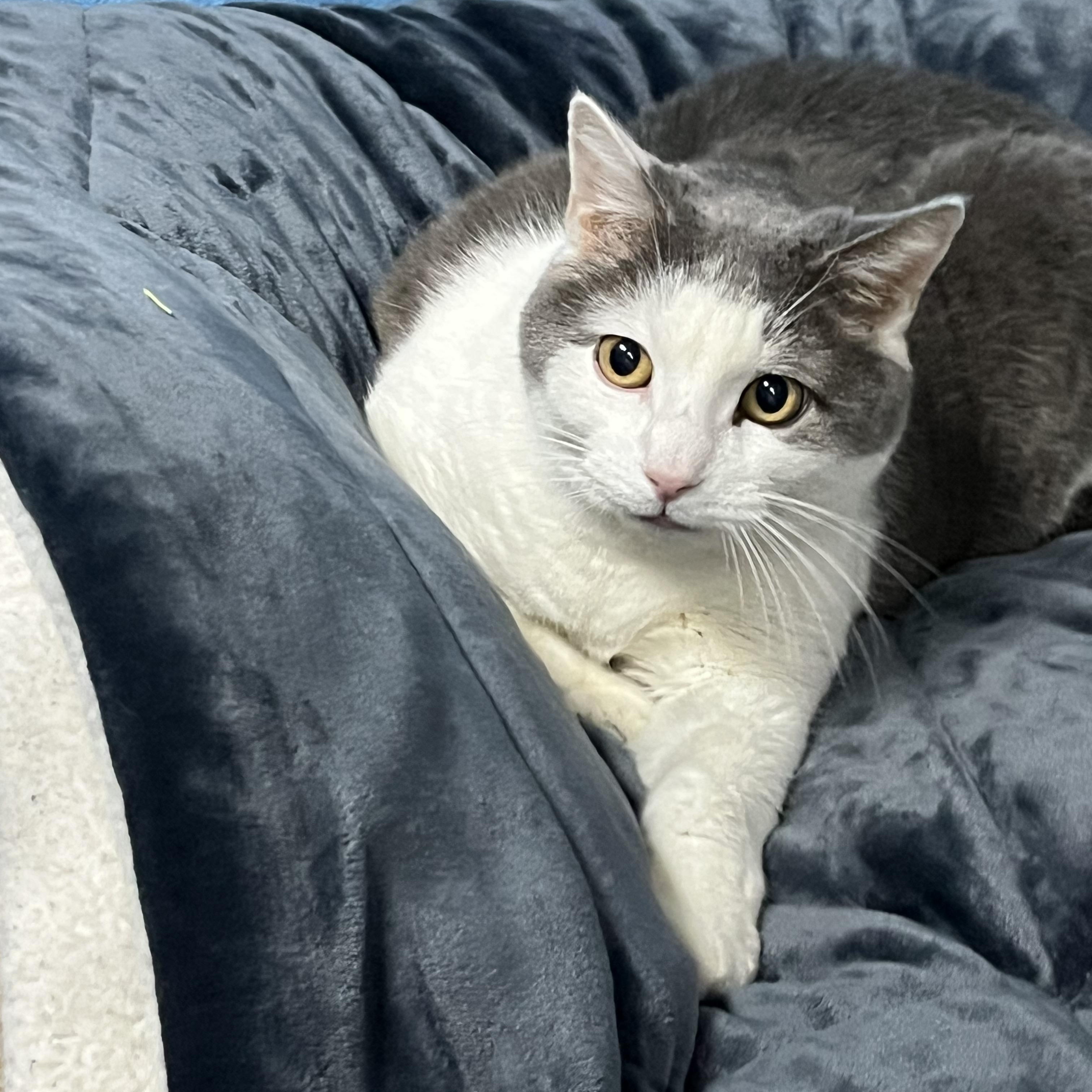 Picasso, ADOPTABLE, Senior Male Tabby.