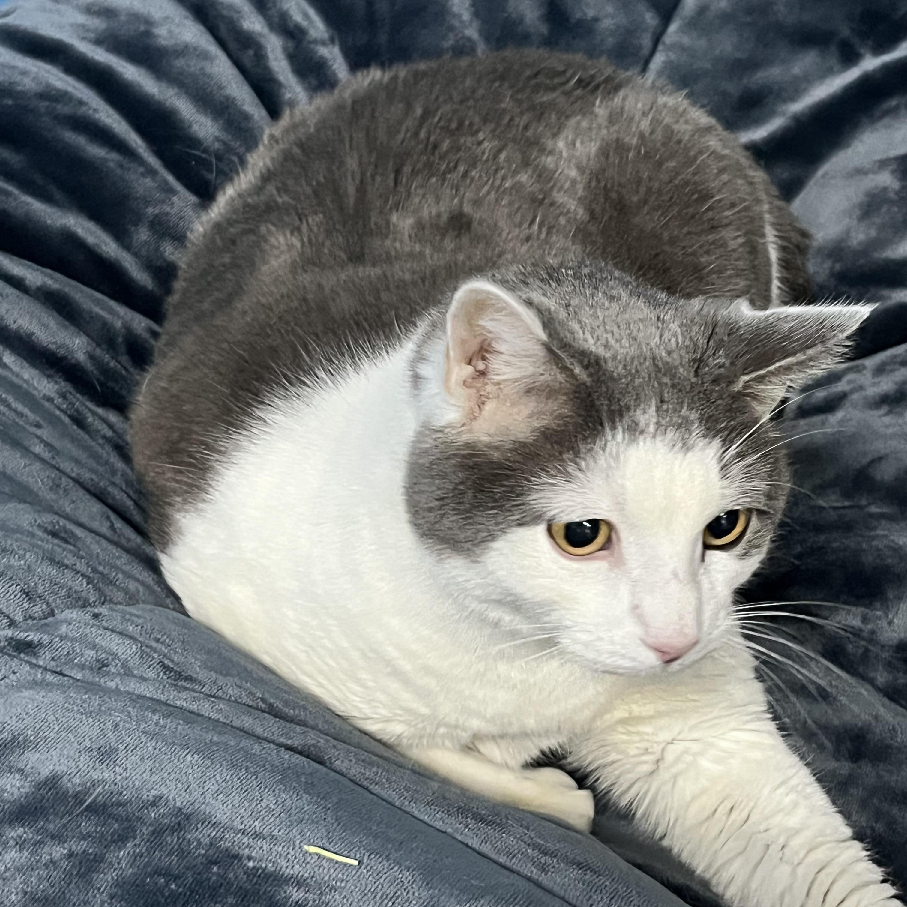 Enlarge Picasso, a ADOPTABLE Tabby in Pompton Plains, NJ image 2/2