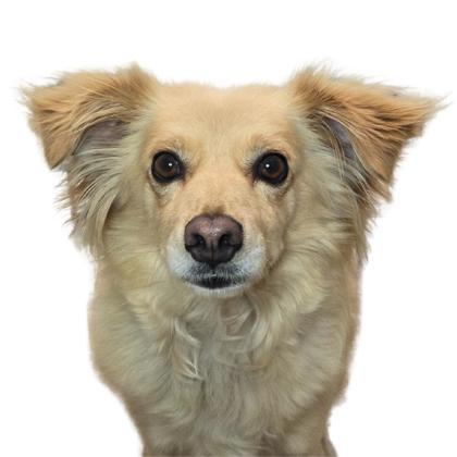 Sammy, Adoptable, Adult Male Papillon & Mixed Breed.