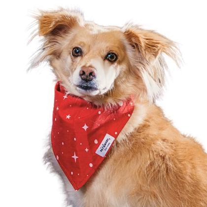 Sammy, Adoptable, Adult Male Papillon & Mixed Breed.