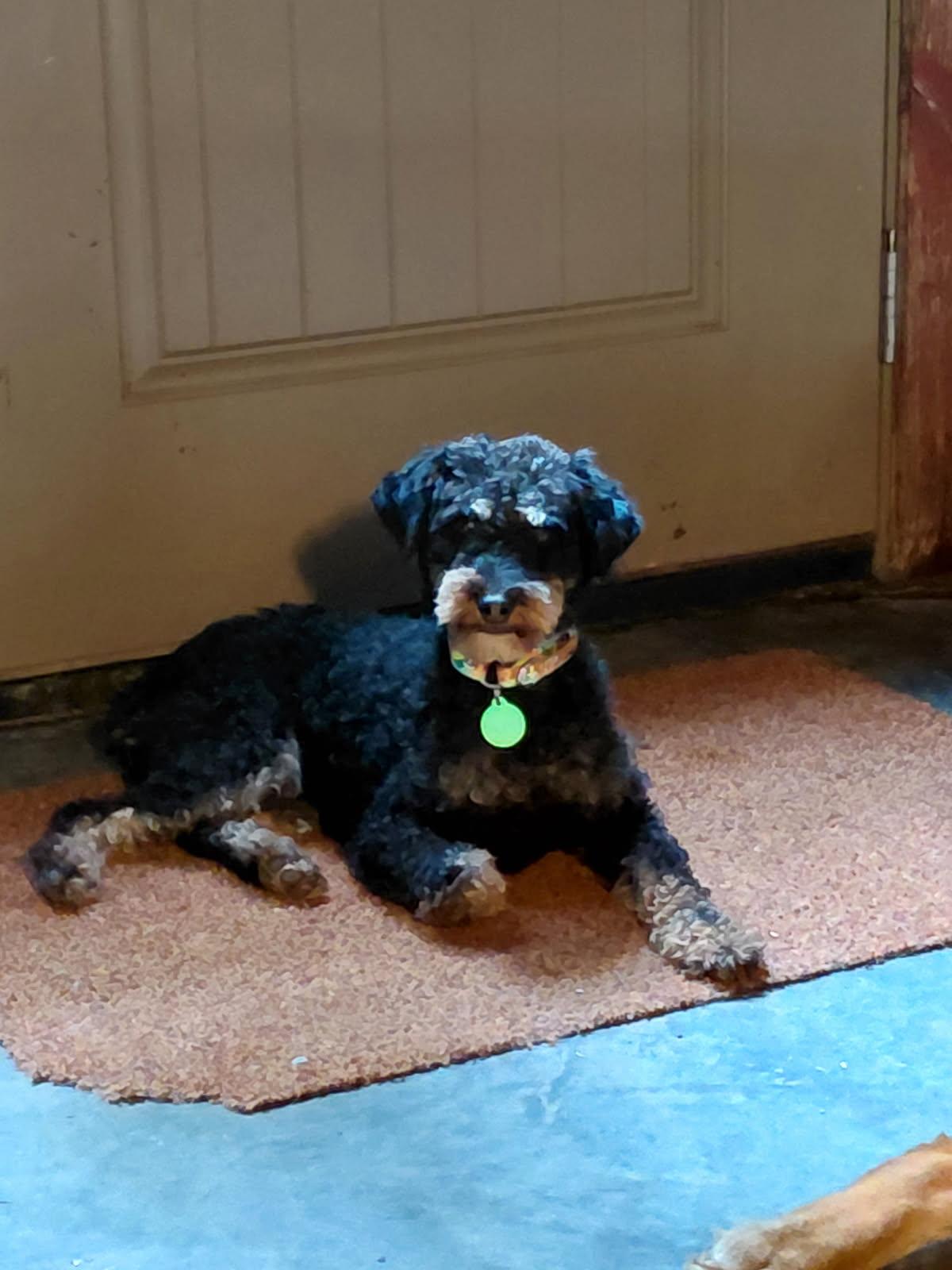 ZOODLES, an adopted mixed breed in Millerstown, PA image 2/4