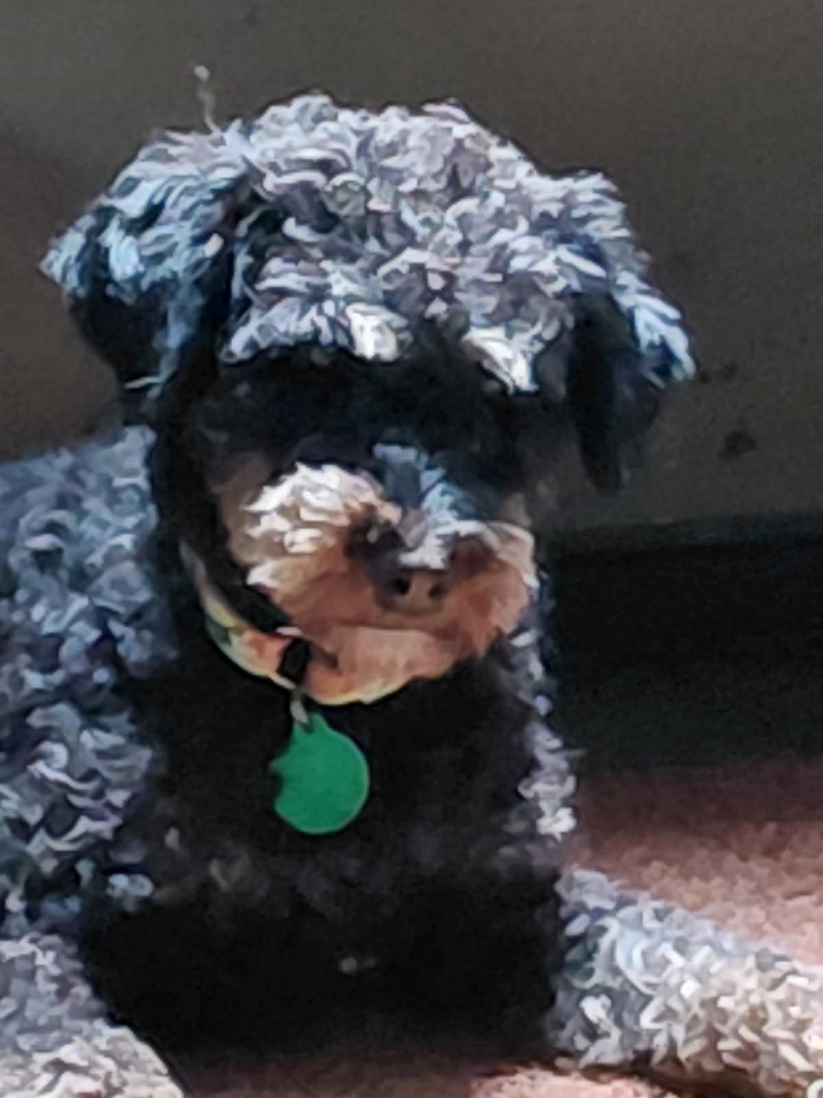 ZOODLES, adopted, Adult Female Airedale Terrier & Poodle (Toy).