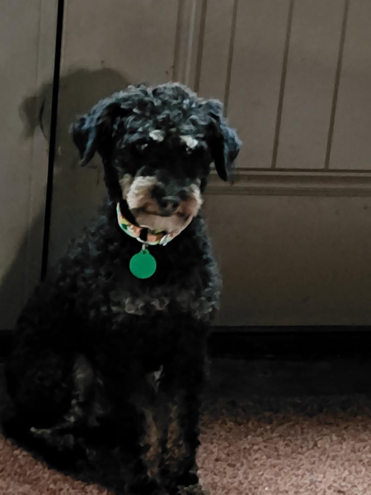 ZOODLES, an adopted mixed breed in Millerstown, PA image 3/4