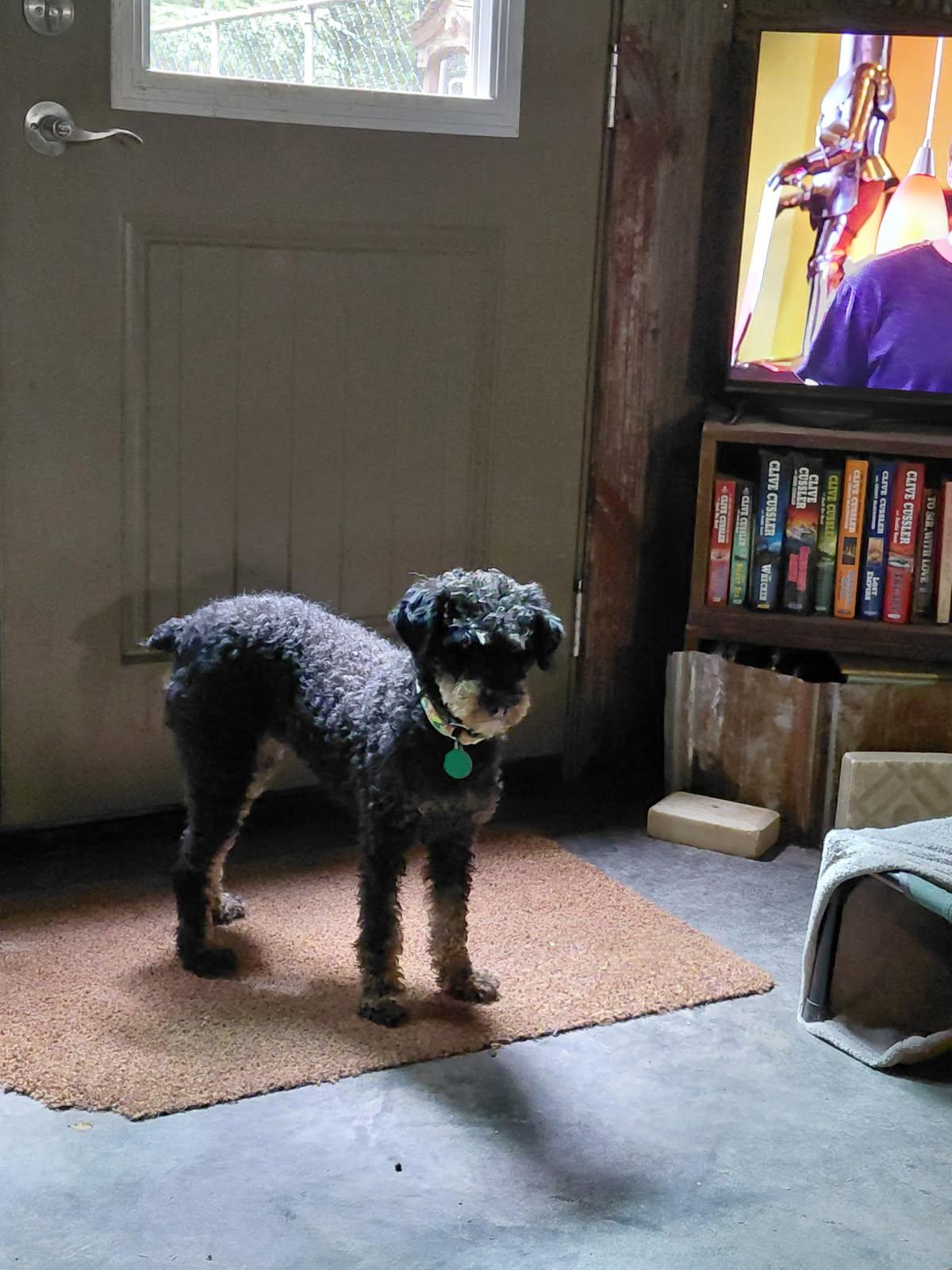 ZOODLES, an adopted mixed breed in Millerstown, PA image 4/4