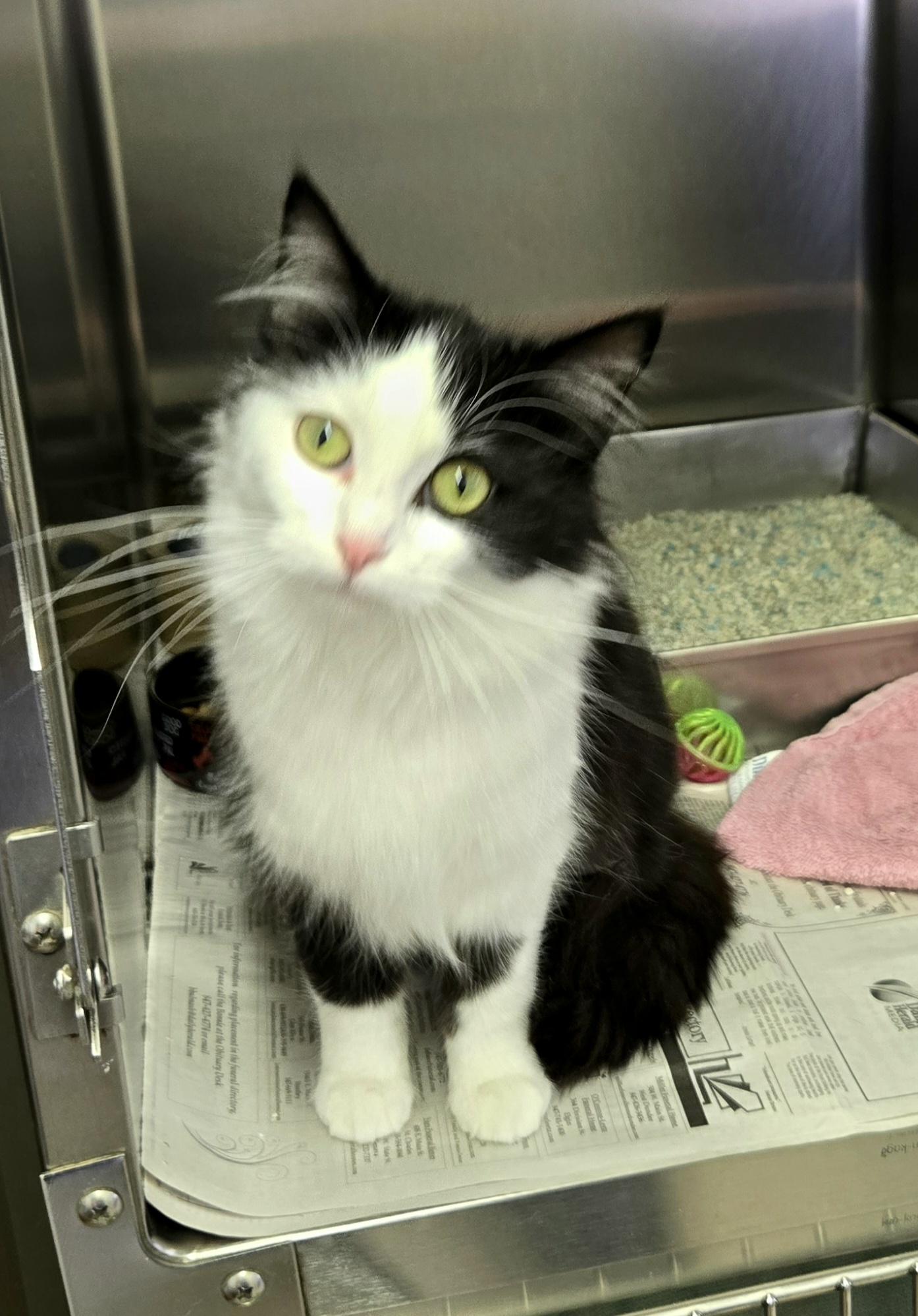 Enlarge Miranda, a ADOPTABLE Domestic Medium Hair in Arlington Heights, IL image 1/6