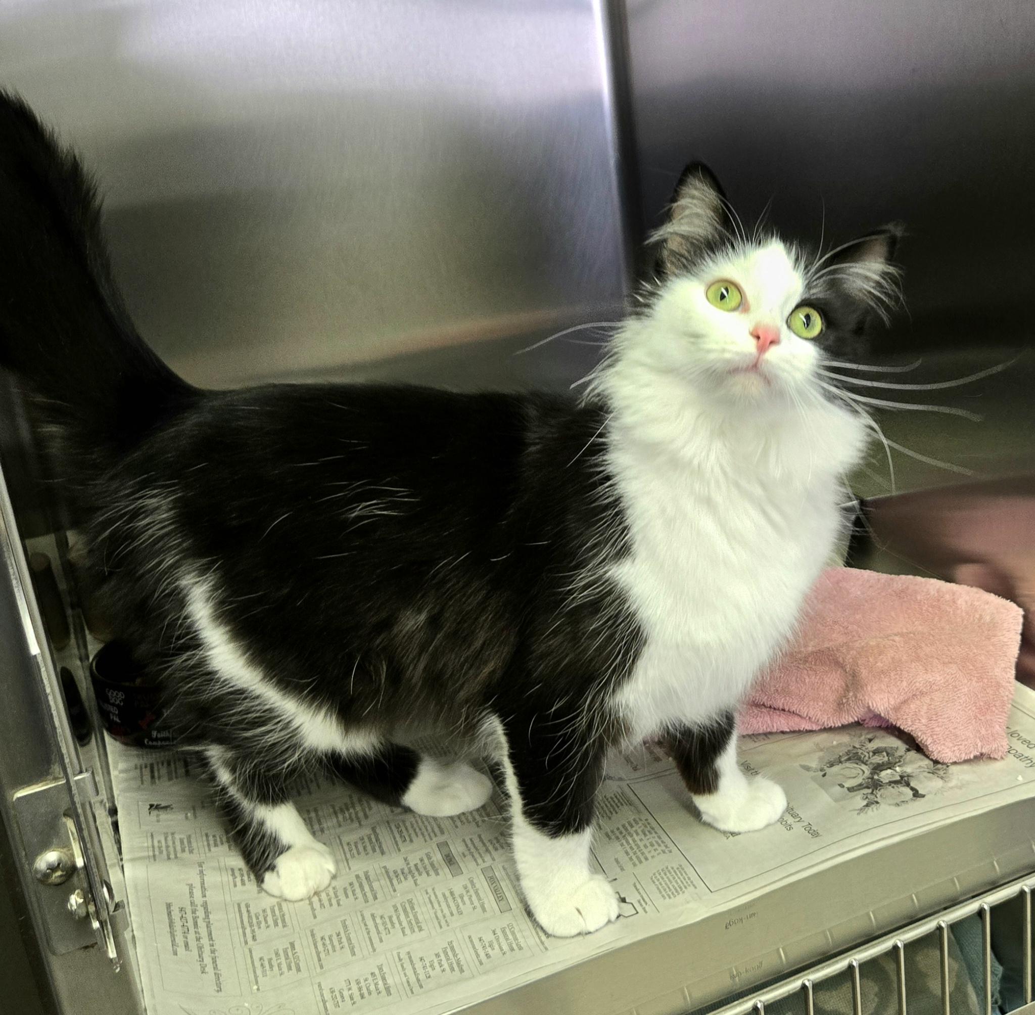 Enlarge Miranda, a ADOPTABLE Domestic Medium Hair in Arlington Heights, IL image 6/6