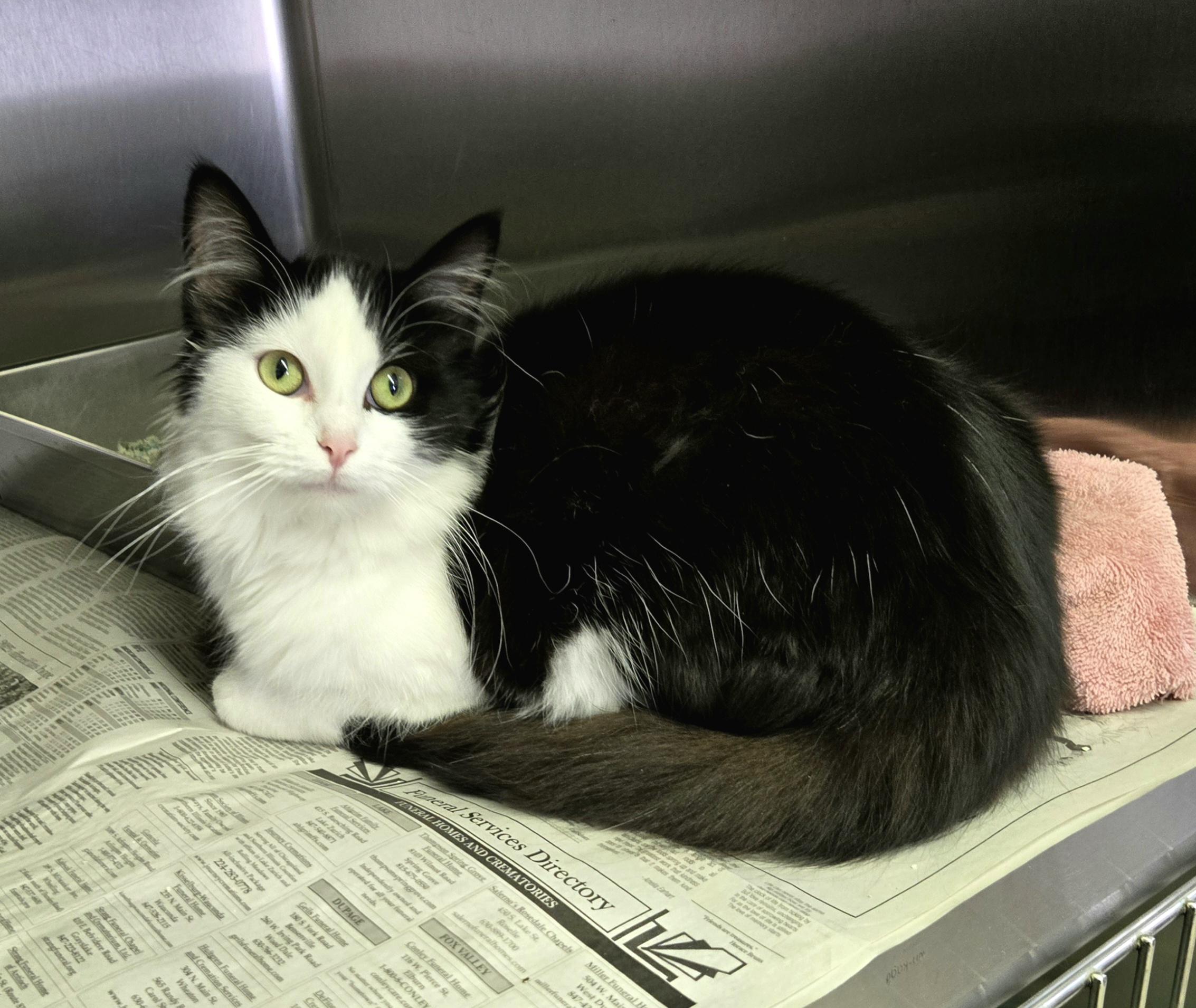 Enlarge Miranda, a ADOPTABLE Domestic Medium Hair in Arlington Heights, IL image 5/6
