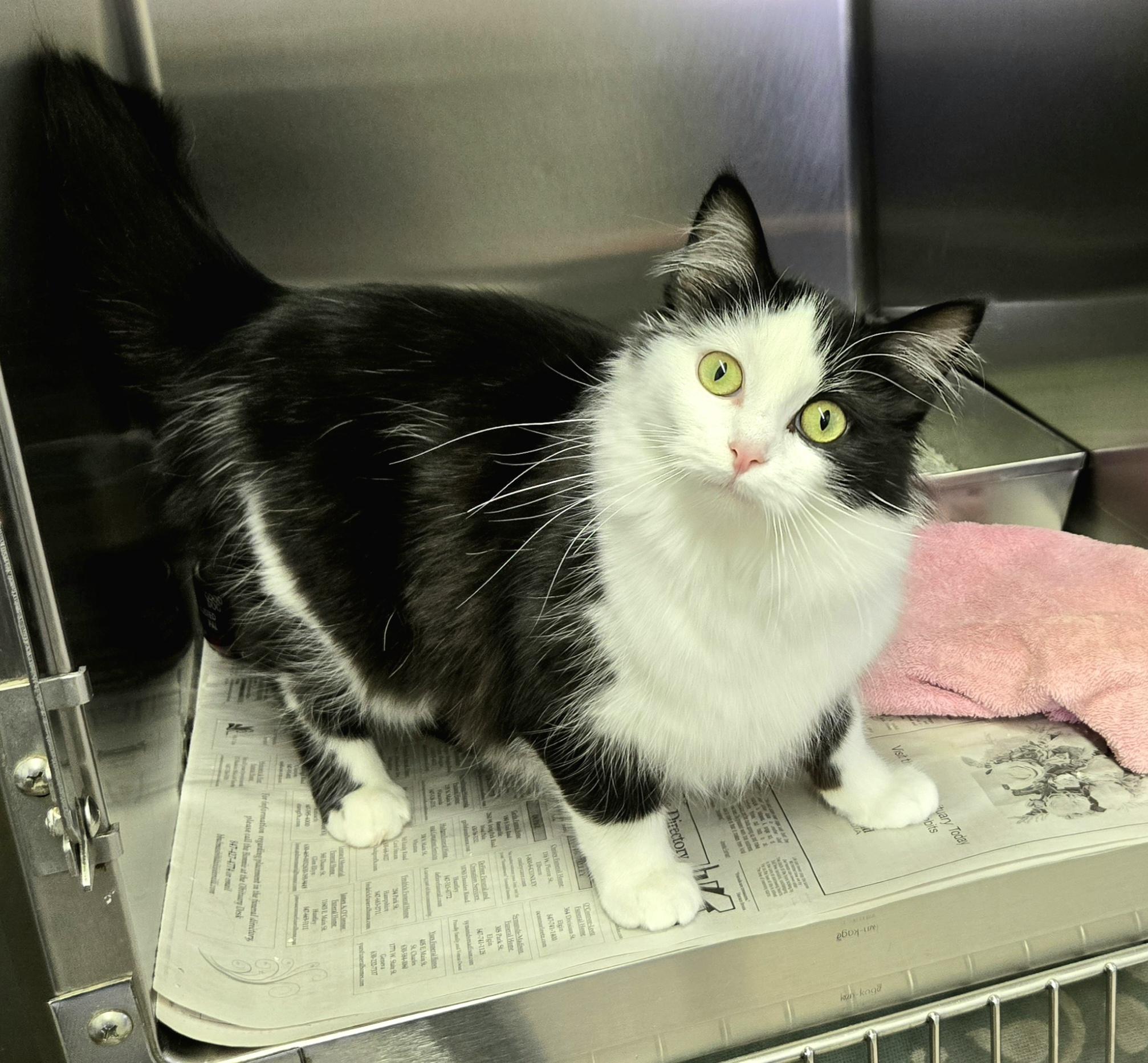 Enlarge Miranda, a ADOPTABLE Domestic Medium Hair in Arlington Heights, IL image 2/6