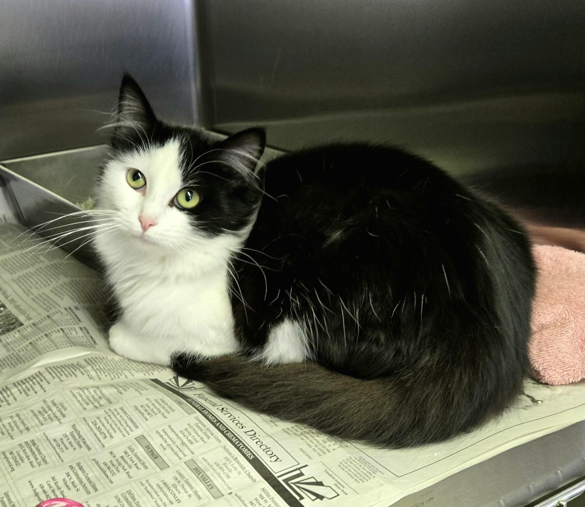 Enlarge Miranda, a ADOPTABLE Domestic Medium Hair in Arlington Heights, IL image 3/6