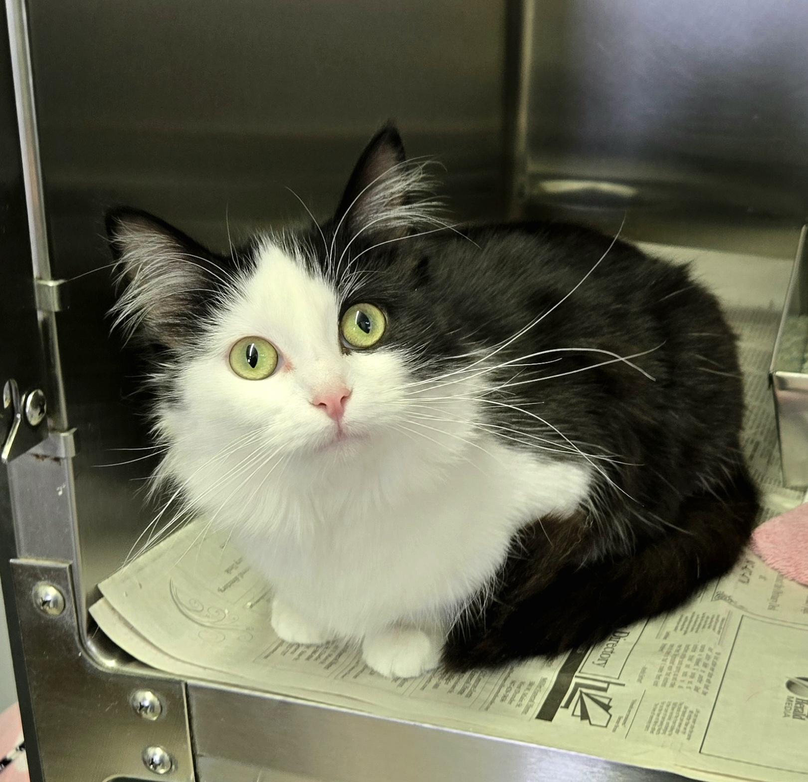 Enlarge Miranda, a ADOPTABLE Domestic Medium Hair in Arlington Heights, IL image 4/6