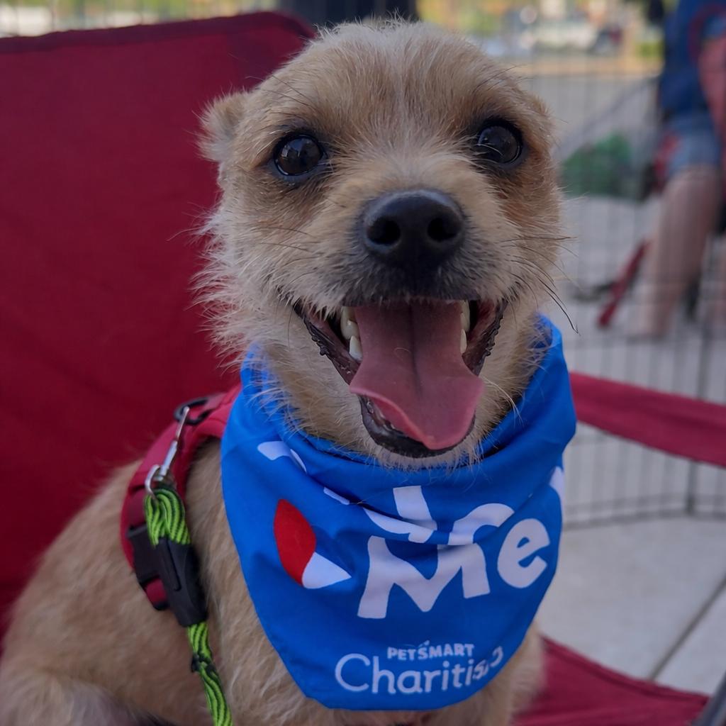 Enlarge Happy, a Adoptable Chihuahua in Las Vegas, NV image 1/2