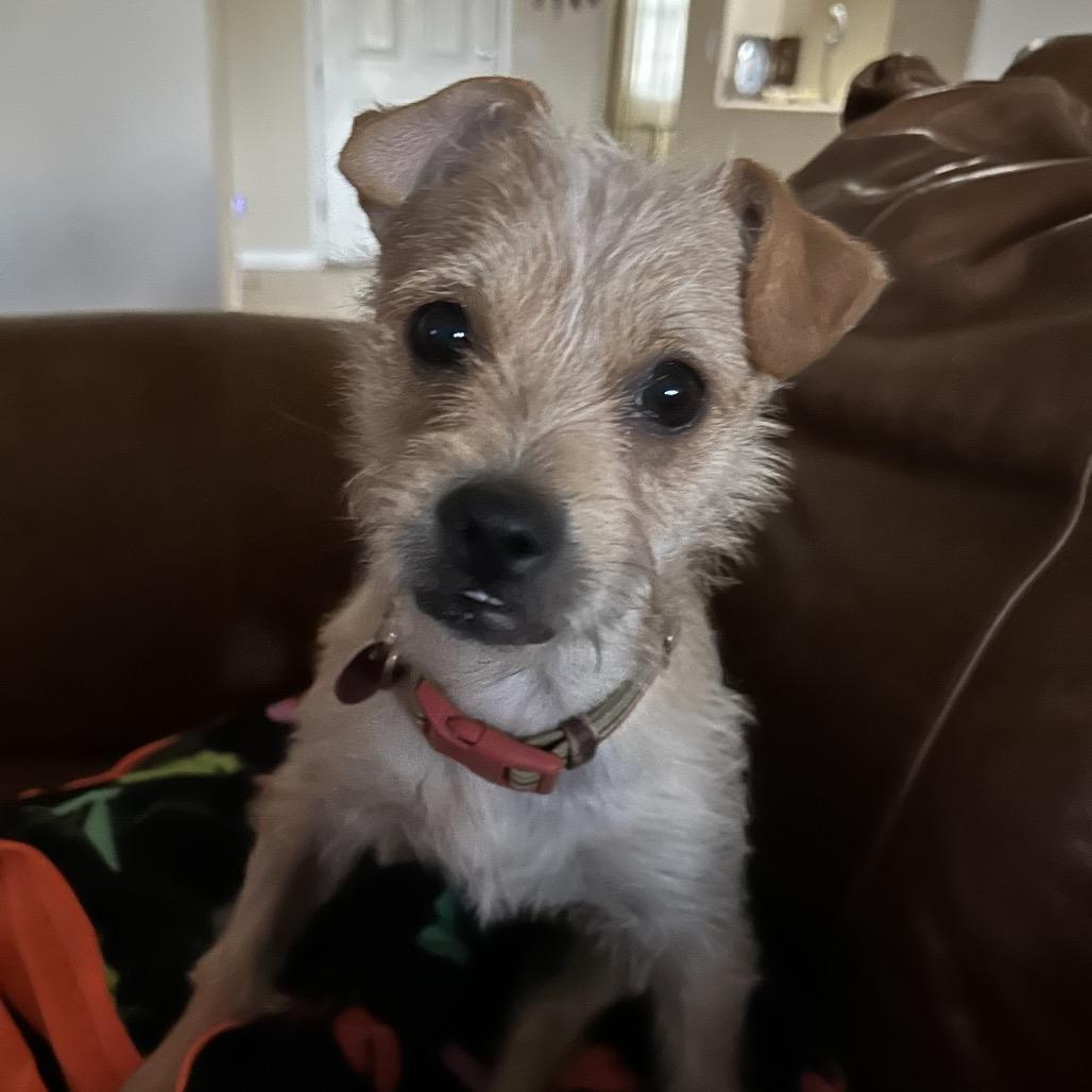 Enlarge Happy, a Adoptable Chihuahua in Las Vegas, NV image 2/2