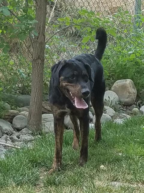 Enlarge Clifford, a Adoptable mixed breed in Sandy, UT image 1/3