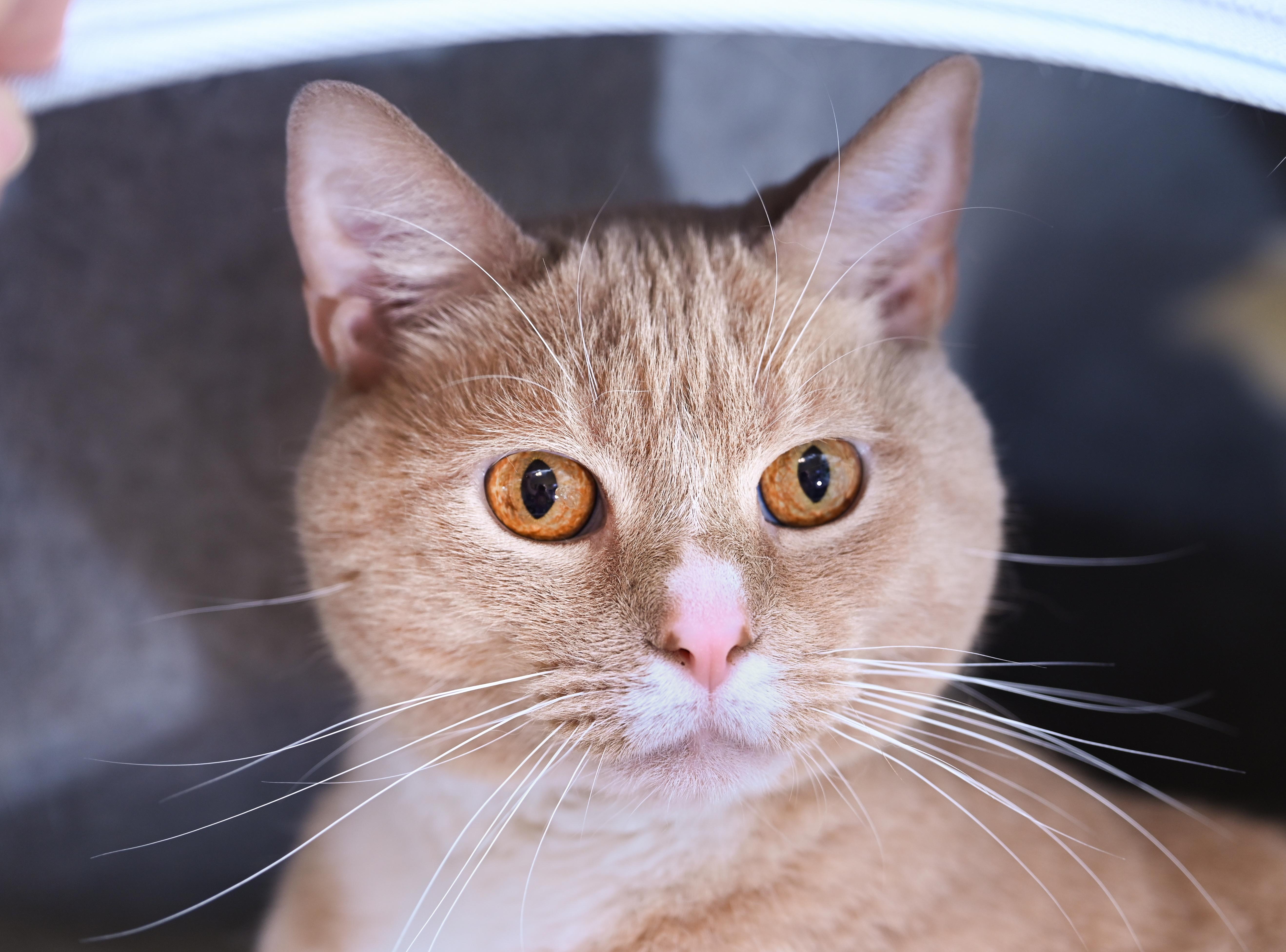 Enlarge Chandler, an adoptable mixed breed in Chattanooga, TN image 5/5