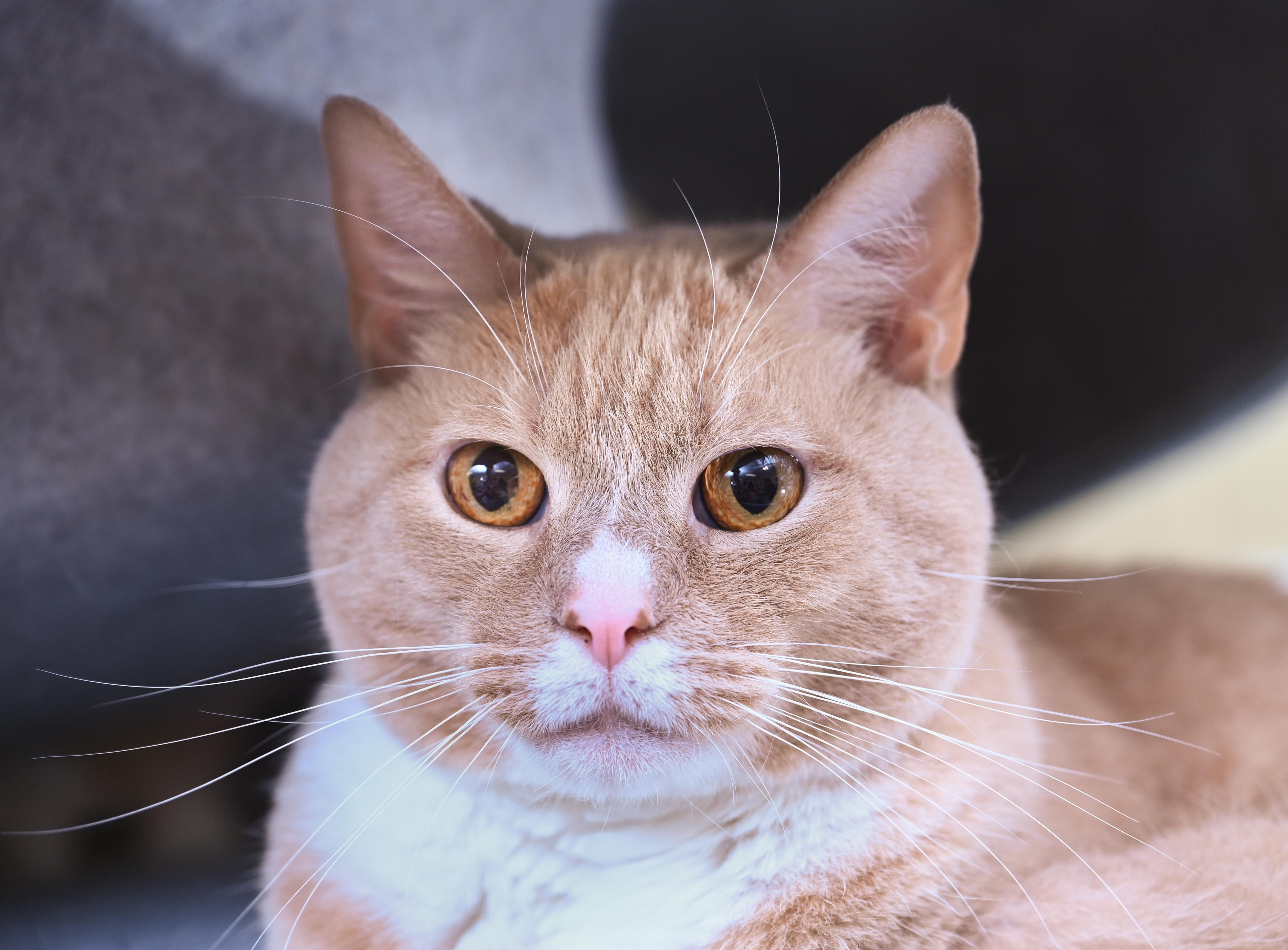 Enlarge Chandler, an adoptable mixed breed in Chattanooga, TN image 4/5