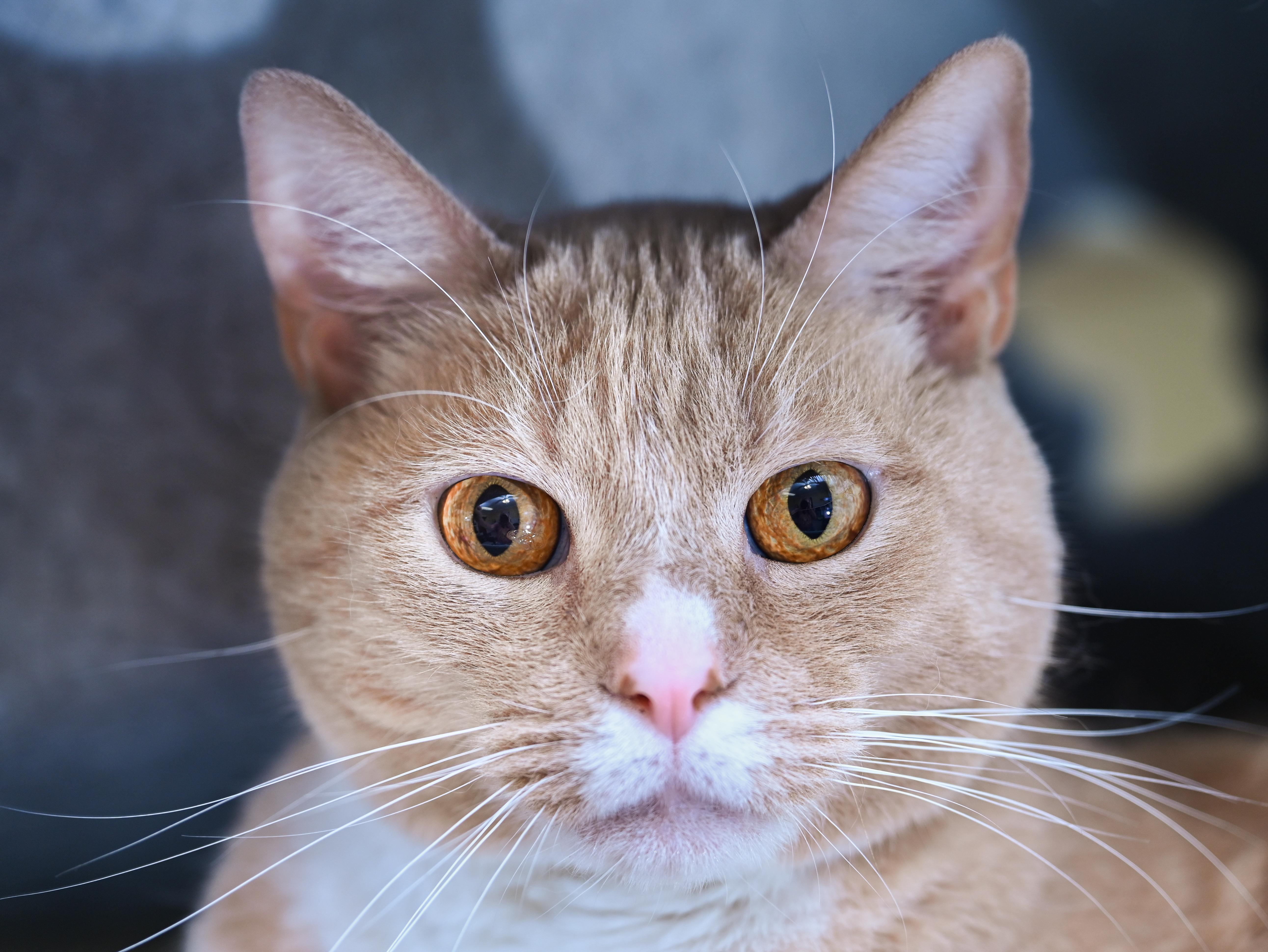 Enlarge Chandler, an adoptable mixed breed in Chattanooga, TN image 3/5