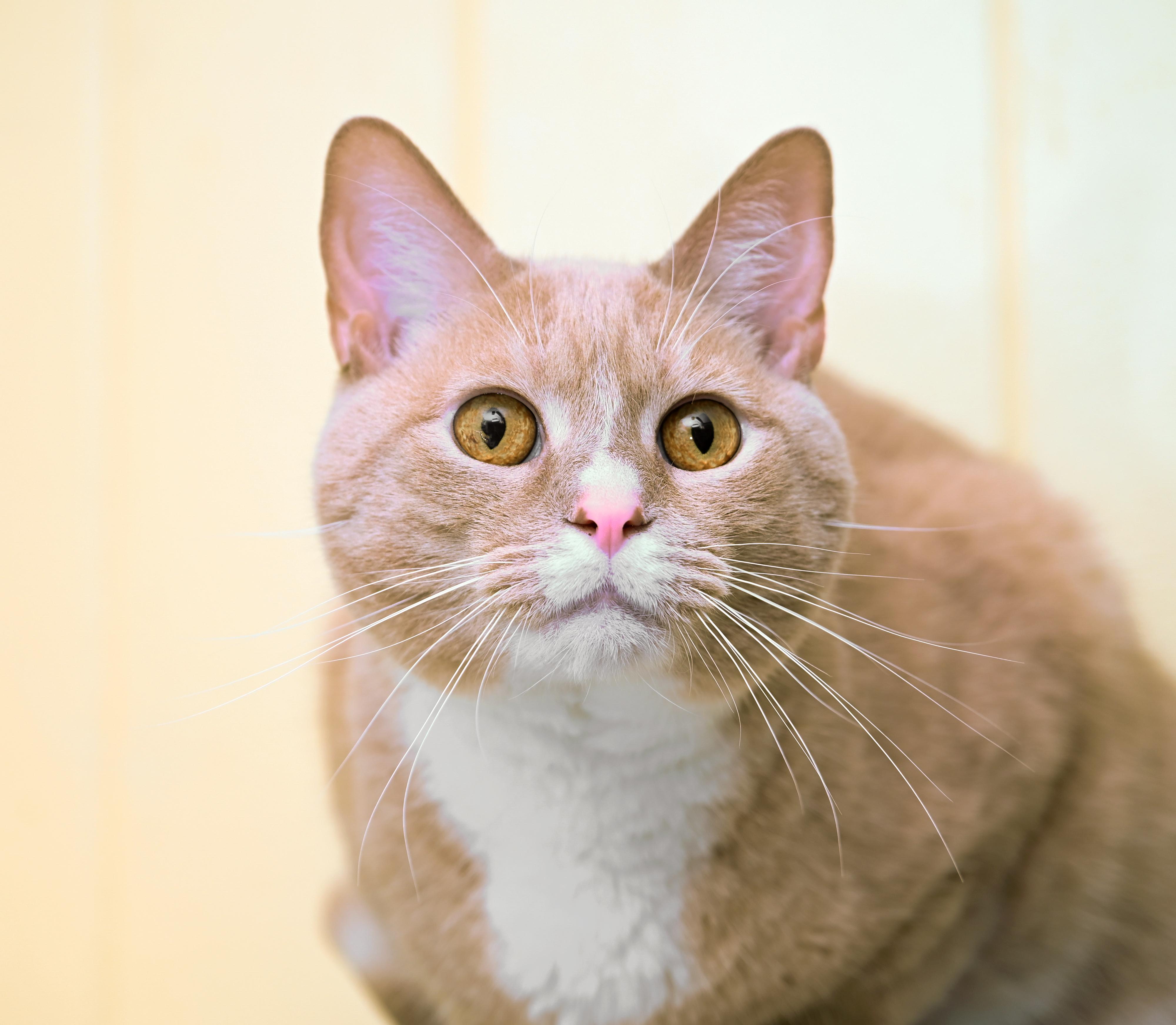 Enlarge Chandler, an adoptable mixed breed in Chattanooga, TN image 1/5