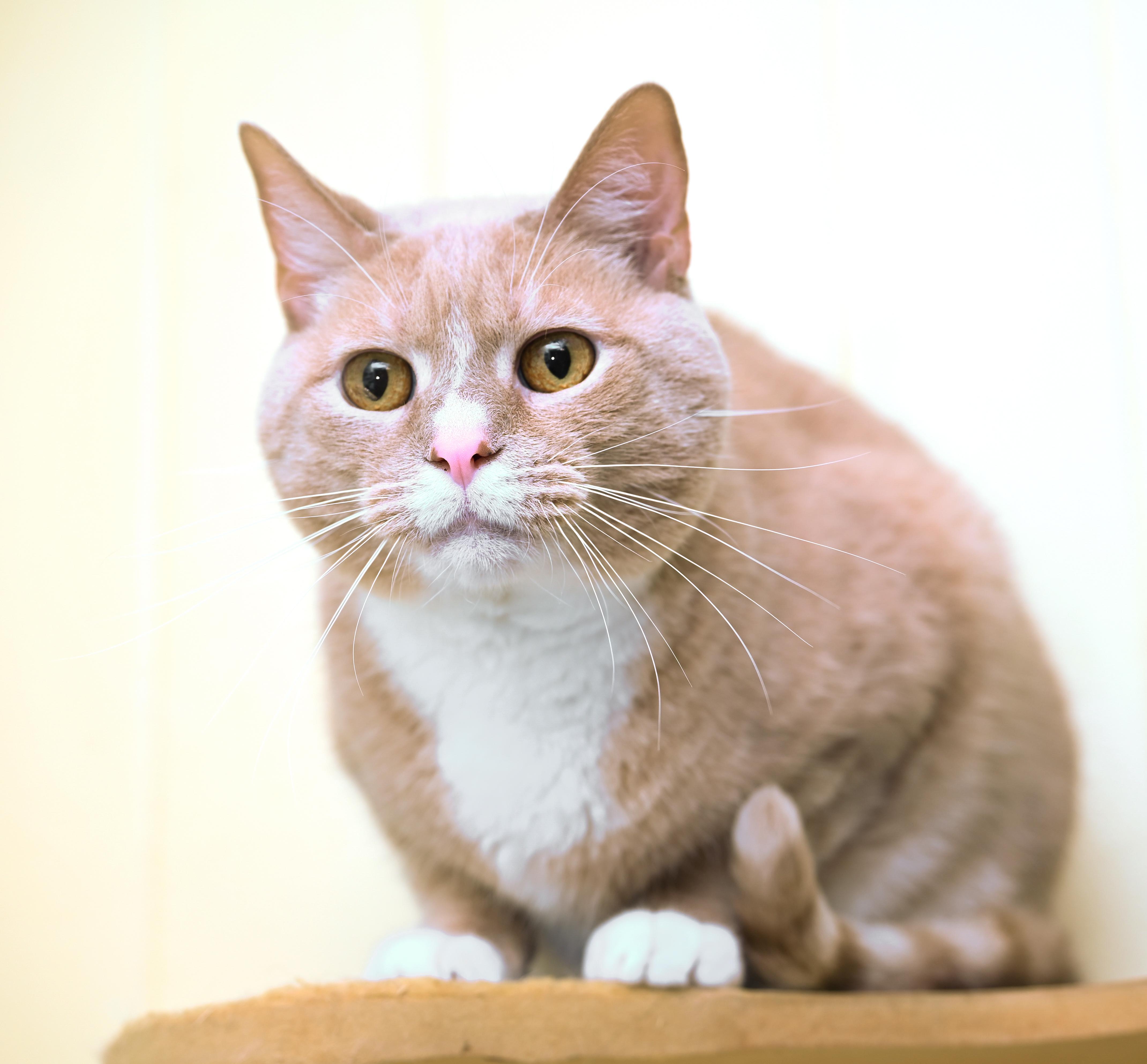 Enlarge Chandler, an adoptable mixed breed in Chattanooga, TN image 2/5
