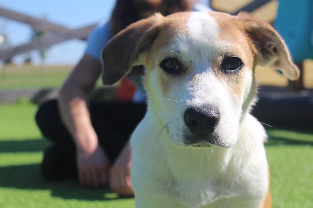 Hayride, Adopted, Puppy Male Basset Hound & Australian Cattle Dog / Blue Heeler.