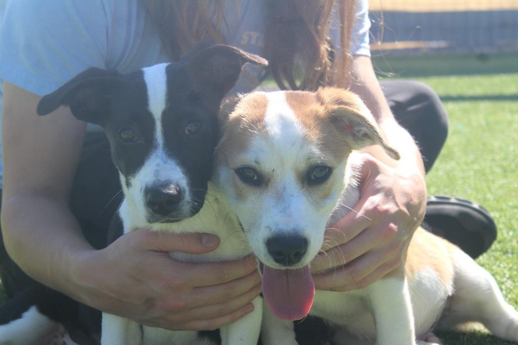 Enlarge Hayride, a Adopted mixed breed in Chestertown, MD image 3/4