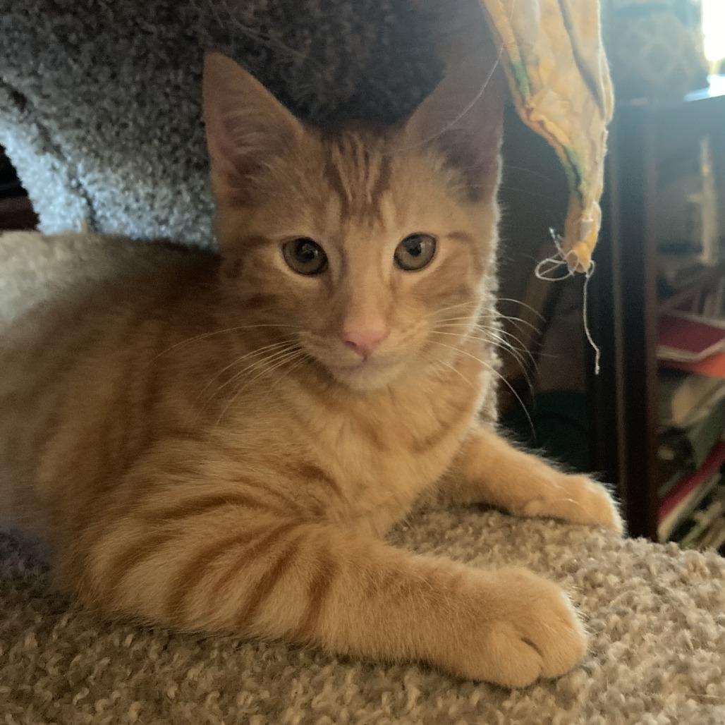 Pete (Bonded with Oppie), Adoptable, Kitten Male Domestic Short Hair.