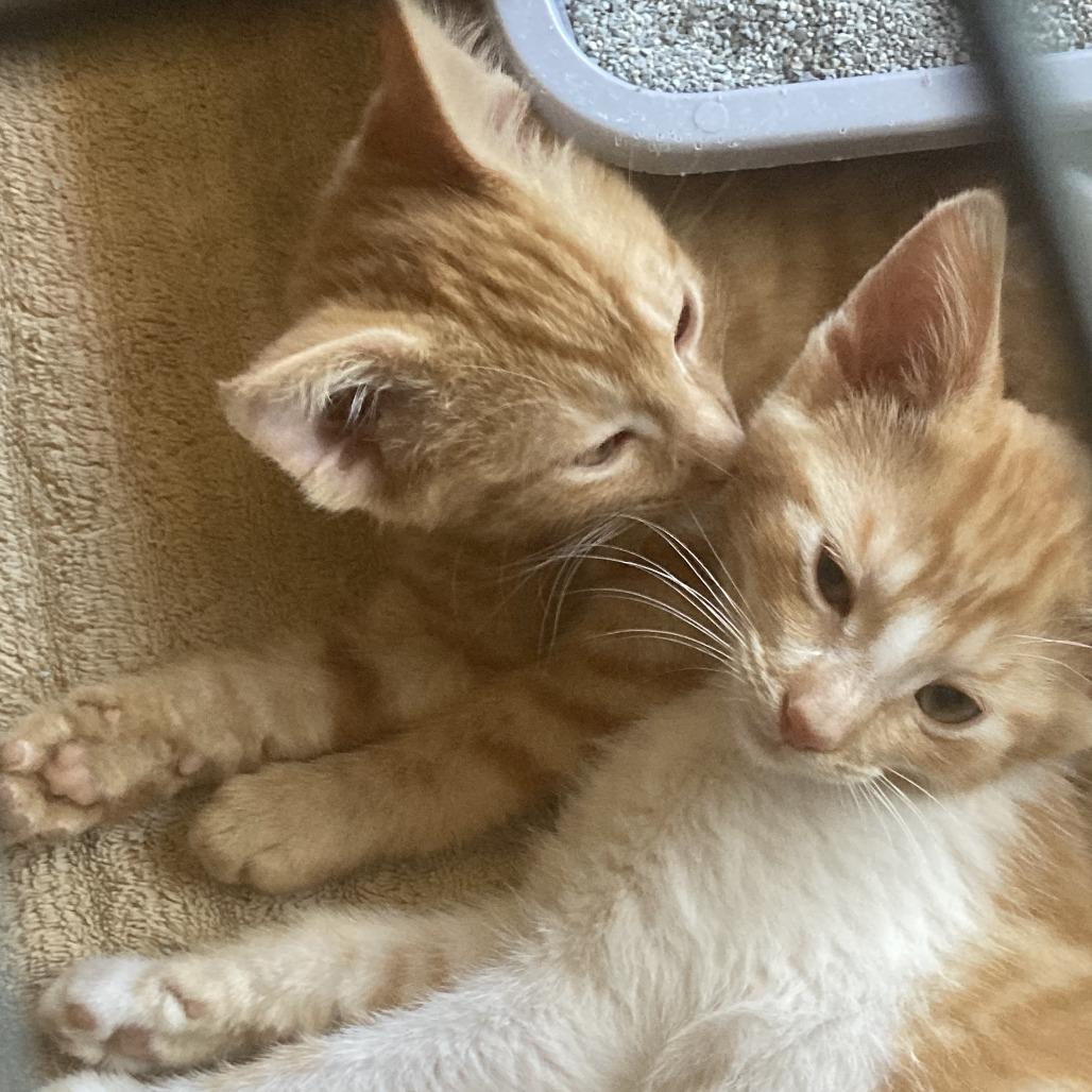 Enlarge Pete (Bonded with Oppie), a Adoptable Domestic Short Hair in Santa Rosa, CA image 3/4