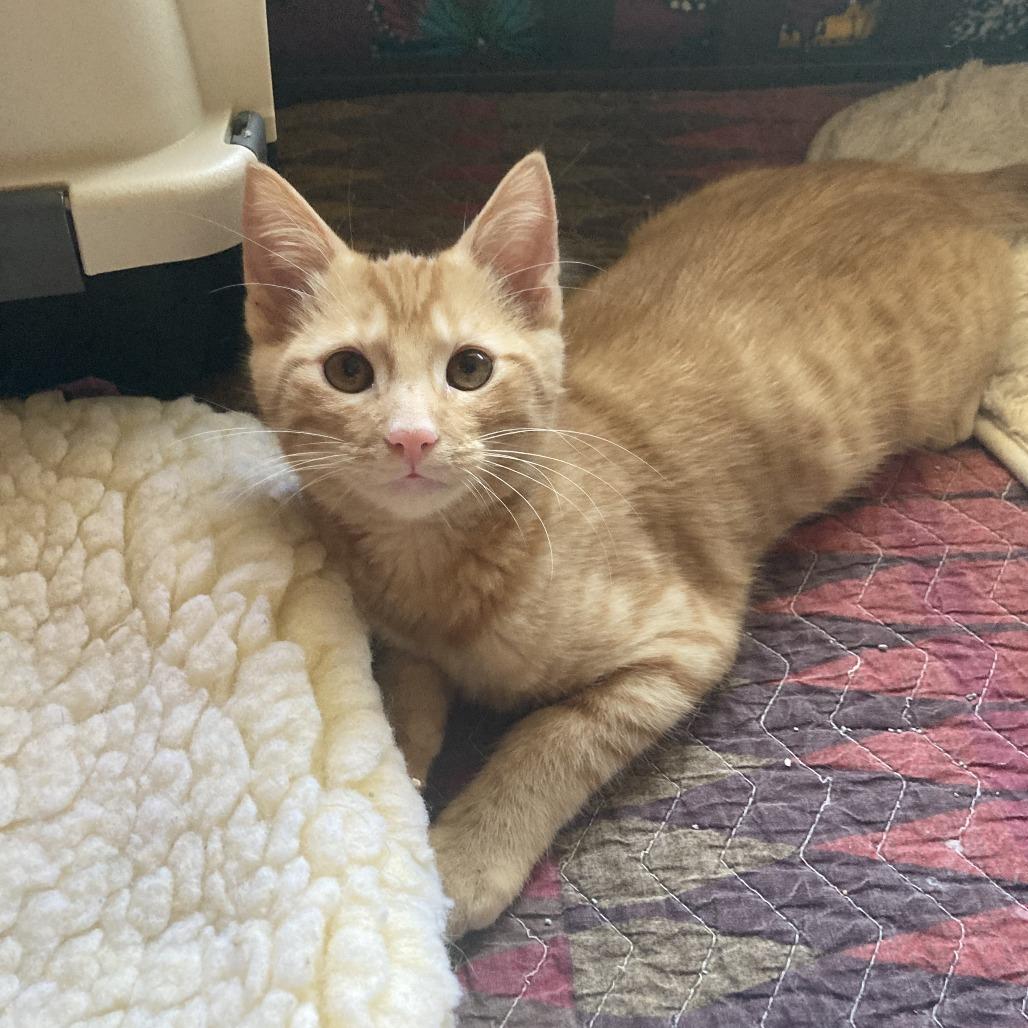Enlarge Pete (Bonded with Oppie), a Adoptable Domestic Short Hair in Santa Rosa, CA image 4/4