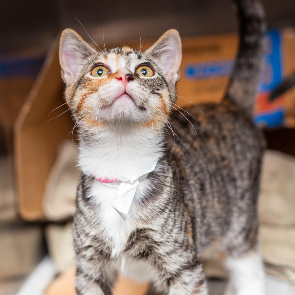 Petunia, Adoptable, Kitten Female Domestic Short Hair & Domestic Short Hair.
